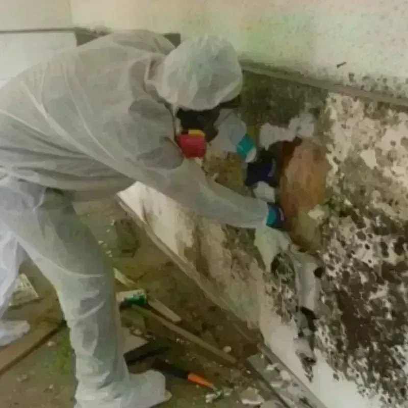 Mold Remediation and Removal in North Bath, ME